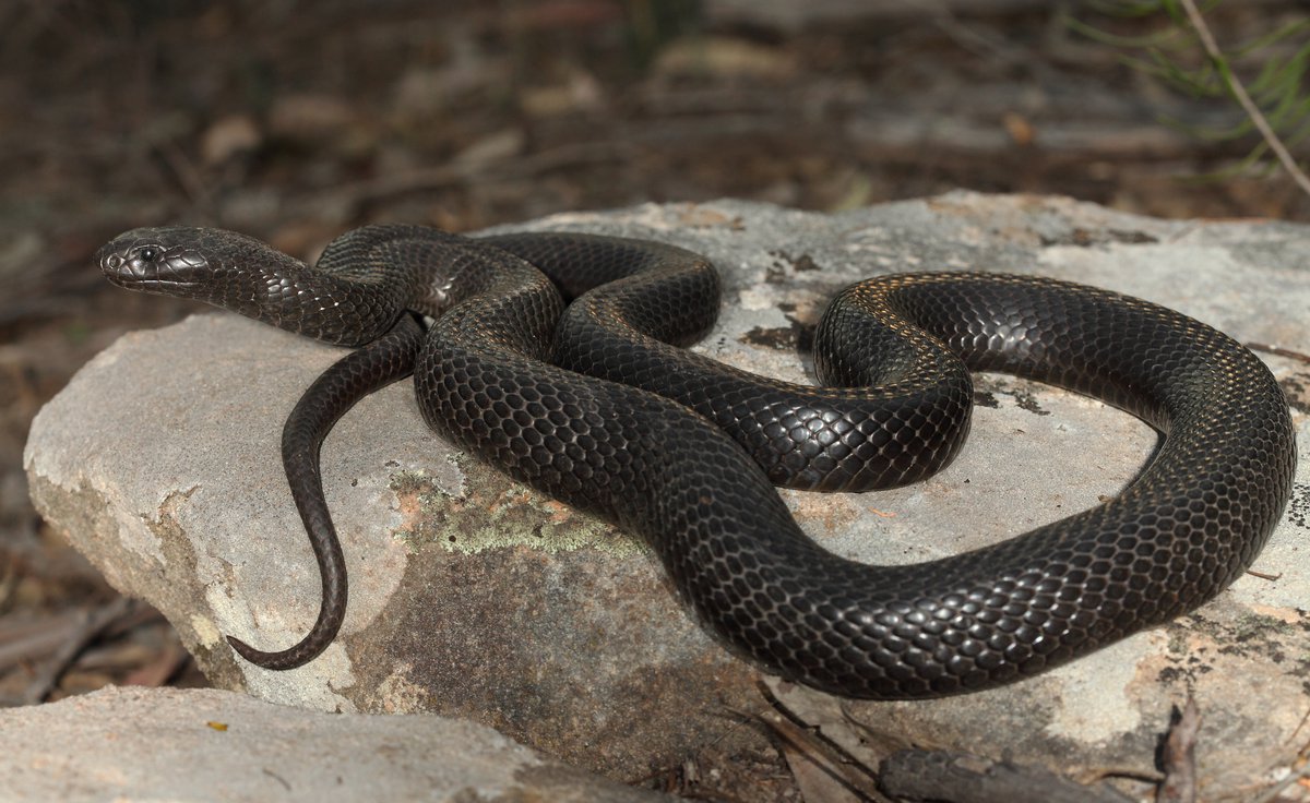 Blue-bellied Black Snake