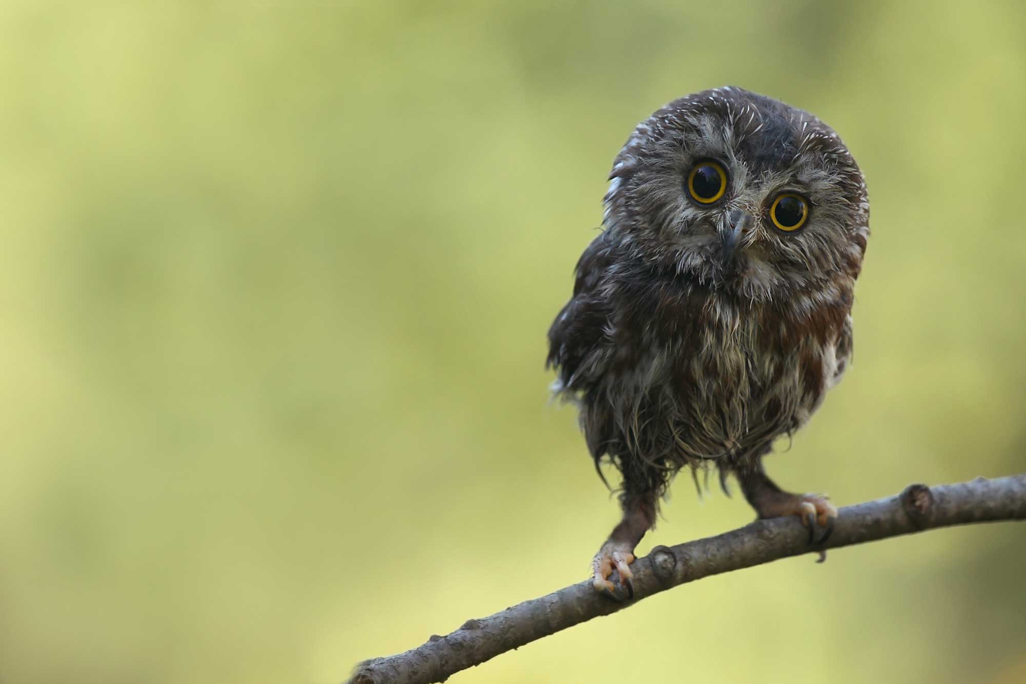 Northern saw-whet owls