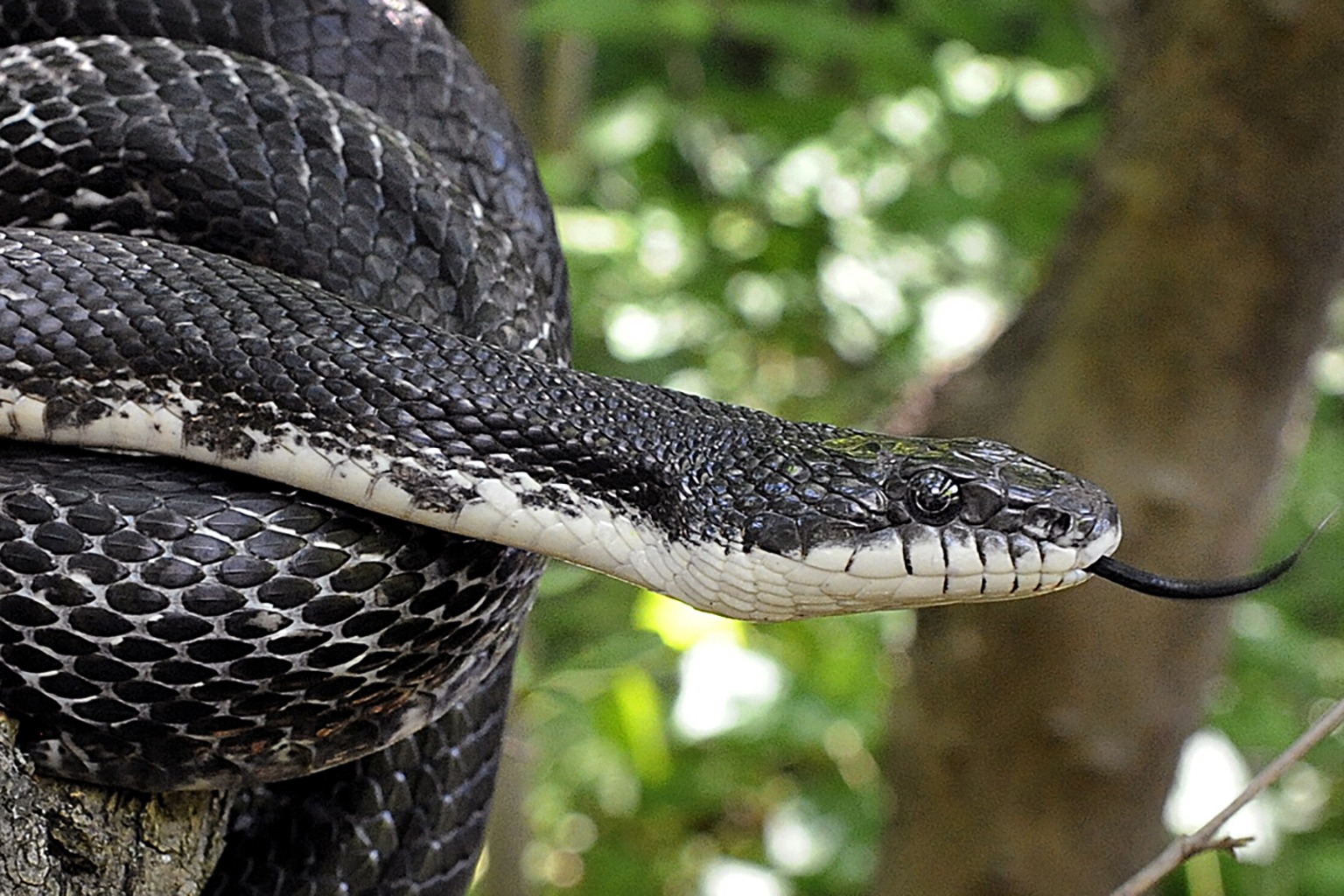 Black And White Rat Snake