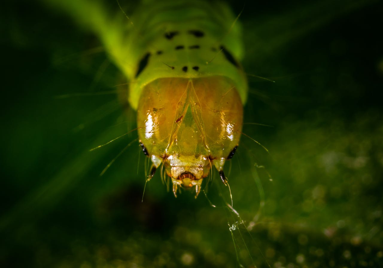 Caterpillar Close-up 