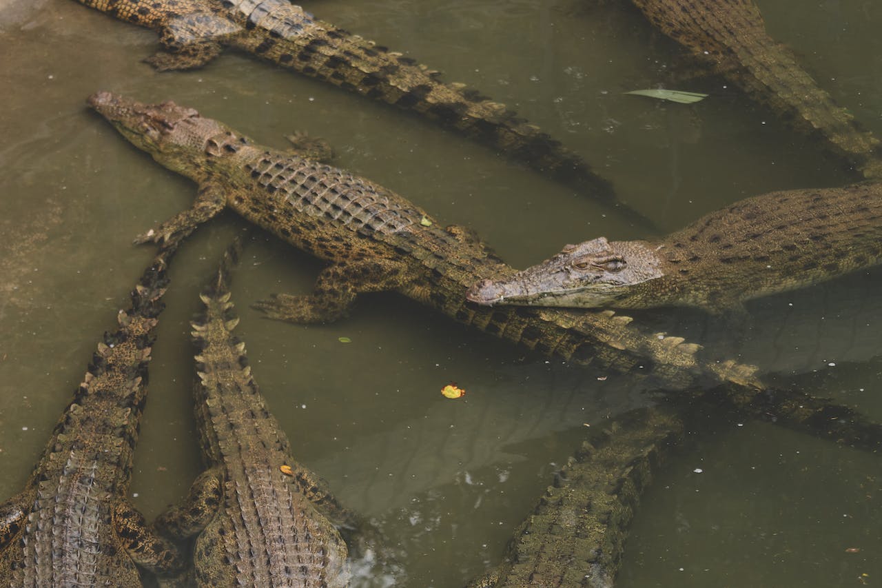A Group of Crocodiles on Green Water
