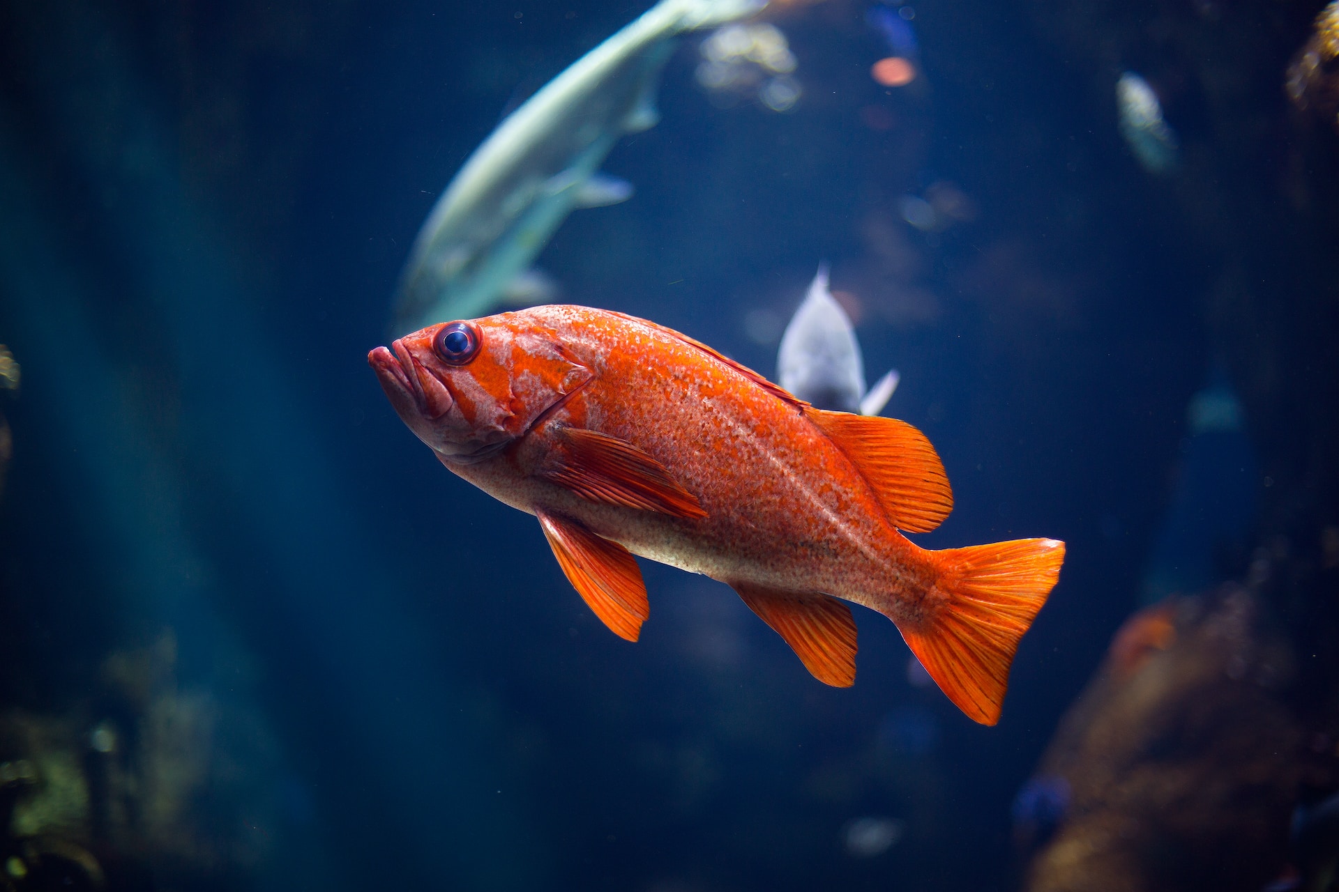 An orange fish swimming in the ocean