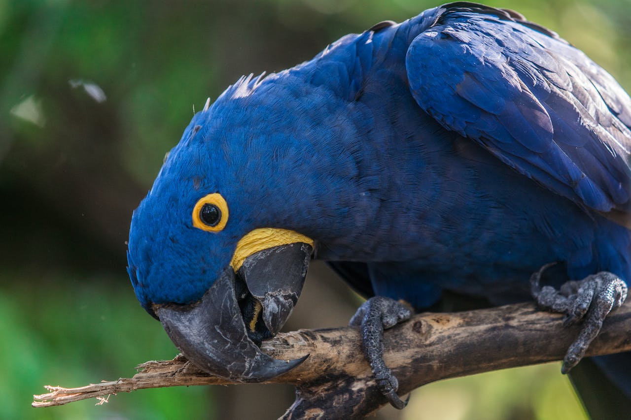 Close Up of Short-beak Blue Bird