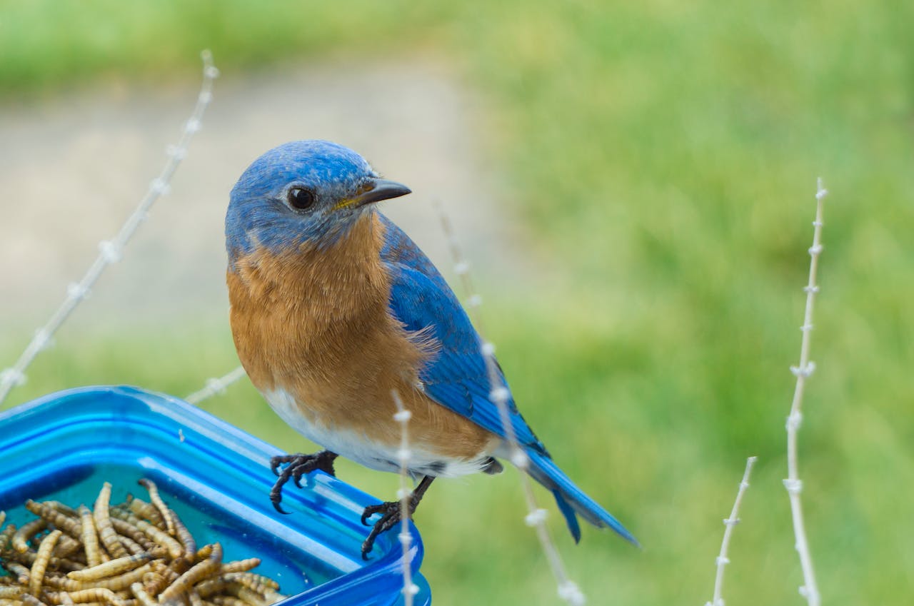 Blue and Brown Bird on Blue Glass Canister