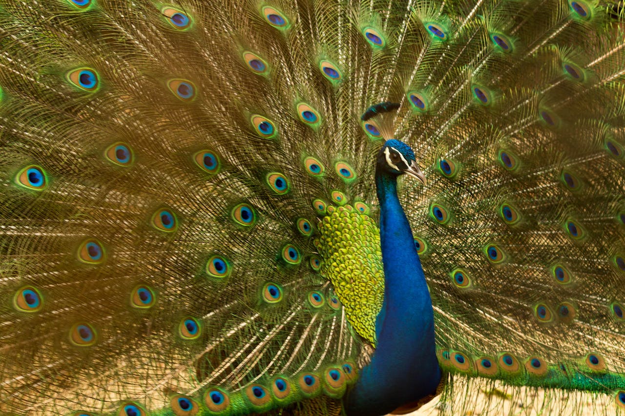 Blue and Green Peacock